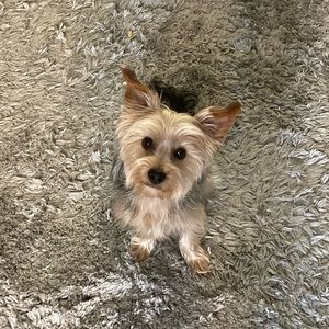 Meet your Posher, Scarlett